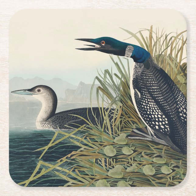 Audubon Bird Loon Diver Classic Square Paper Coaster (Front)
