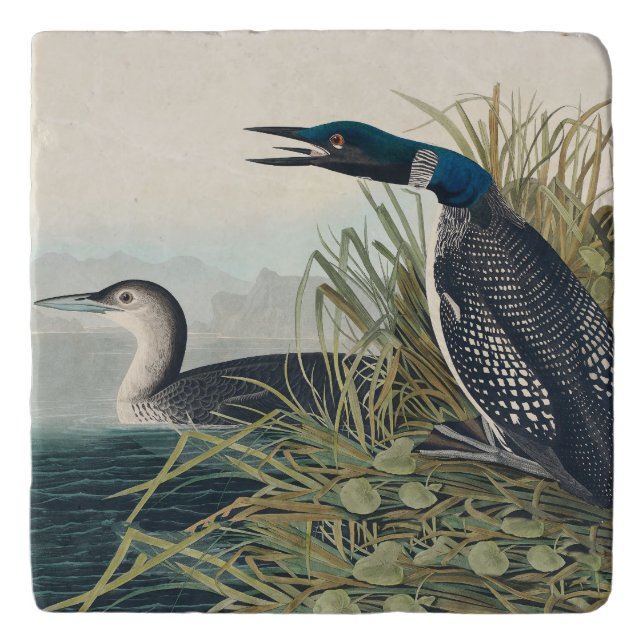 Audubon Bird Loon Diver Classic Trivet (Front)