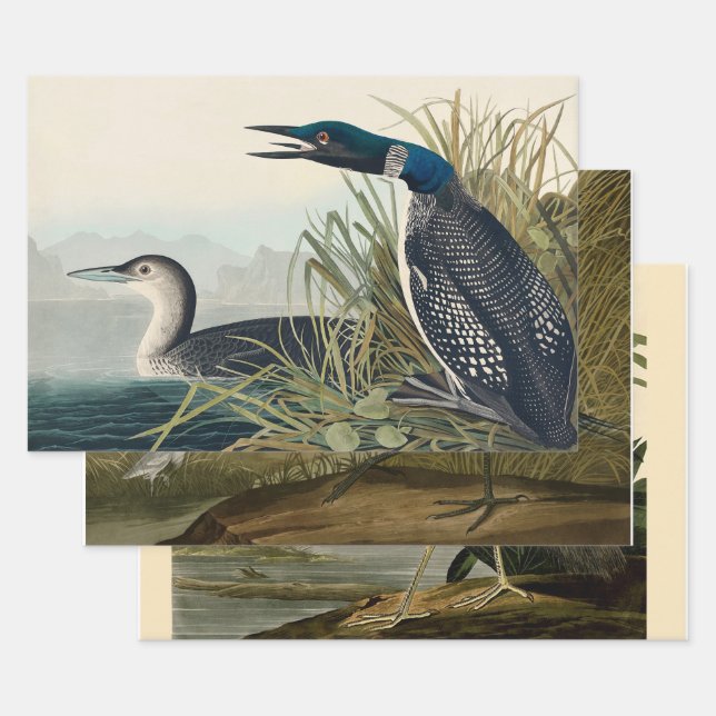Audubon Bird Loon Diver Classic Wrapping Paper Sheets (Set)