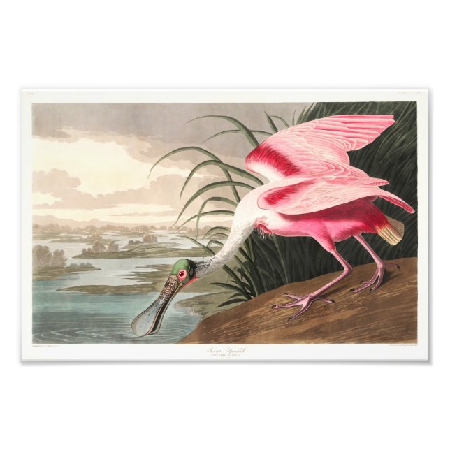 Audubon Birds of America Photo Print (Front)