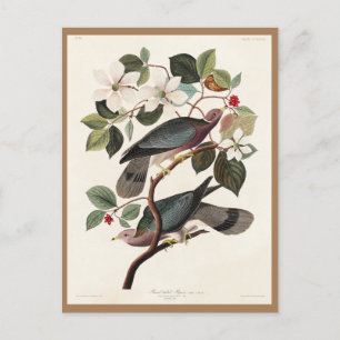 Audubon, Birds of America, Pigeon, Nature, Vintage Postcard