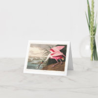 Audubon Birds of America