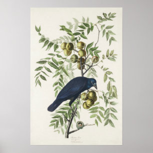 Audubon Black Crow American Bird Illustration Poster