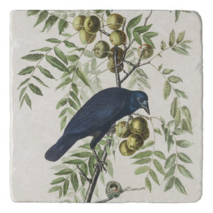 Audubon Black Crow American Bird Illustration Trivet