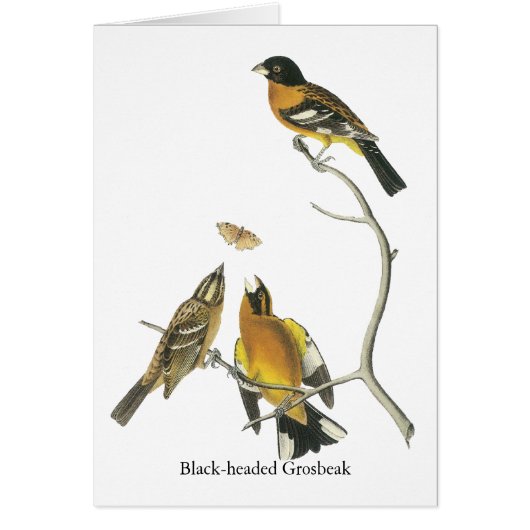 Audubon Black-headed Grosbeak (Front)