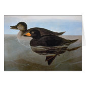 Audubon: Black Scoter (Front Horizontal)