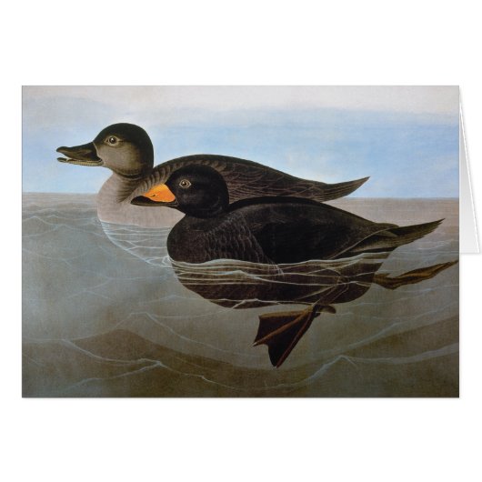 Audubon: Black Scoter Cards (Front Horizontal)
