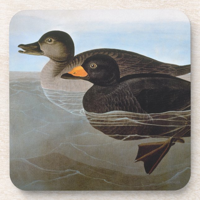 Audubon: Black Scoter Drink Coaster (Front)