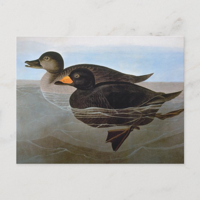 Audubon: Black Scoter Postcard (Front)