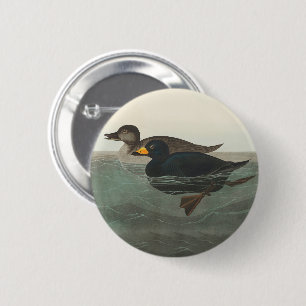 Audubon Black Scoter Print: Vintage Coastal Duck Button