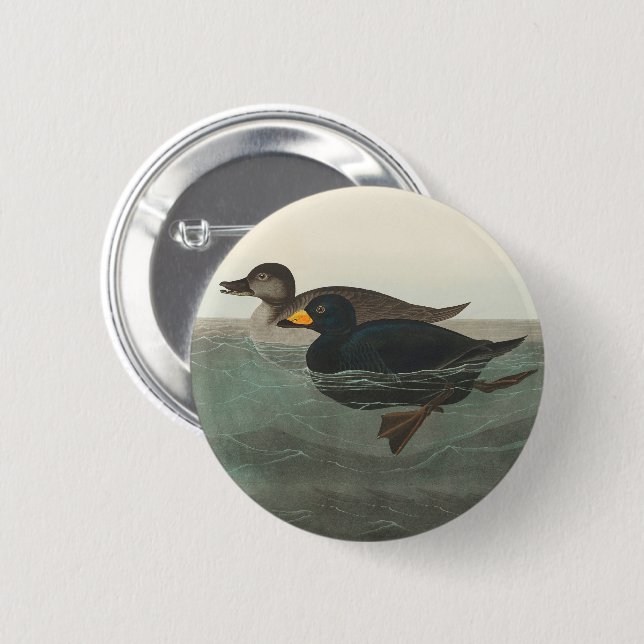 Audubon Black Scoter Print: Vintage Coastal Duck Button (Front & Back)