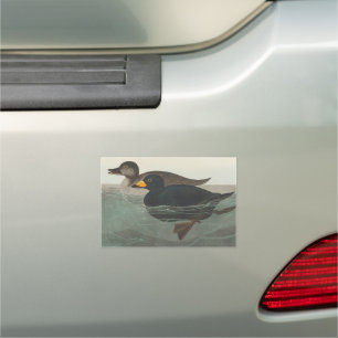 Audubon Black Scoter Print: Vintage Coastal Duck Car Magnet