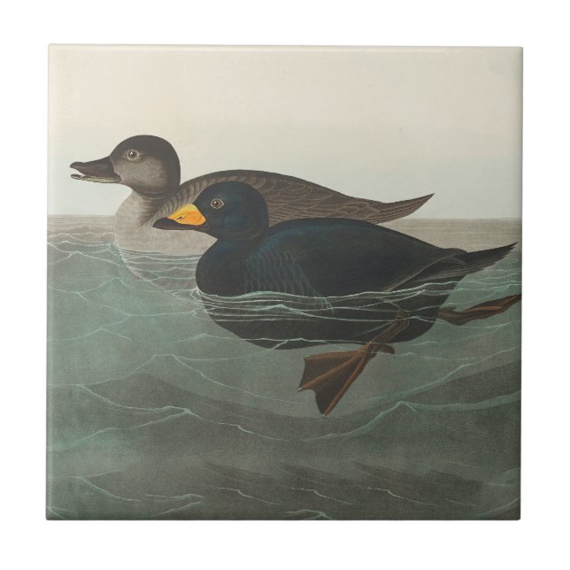 Audubon Black Scoter Print: Vintage Coastal Duck Ceramic Tile (Front)