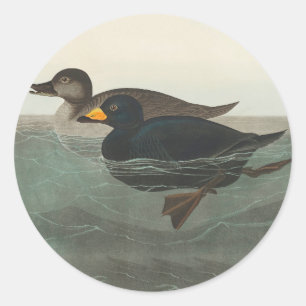 Audubon Black Scoter Print: Vintage Coastal Duck Classic Round Sticker