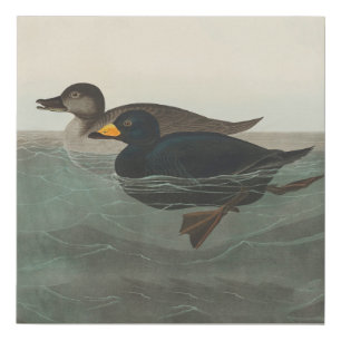 Audubon Black Scoter Print: Vintage Coastal Duck Faux Canvas Print