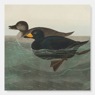 Audubon Black Scoter Print: Vintage Coastal Duck Foam Board