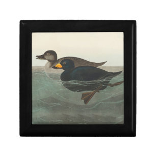 Audubon Black Scoter Print: Vintage Coastal Duck Gift Box