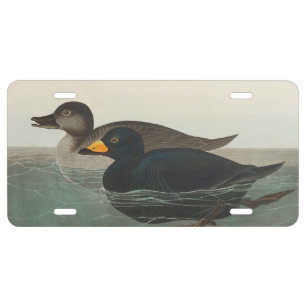 Audubon Black Scoter Print: Vintage Coastal Duck License Plate