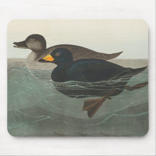 Audubon Black Scoter Print: Vintage Coastal Duck Mouse Pad