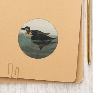 Audubon Black Scoter Print: Vintage Coastal Duck Patch