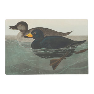 Audubon Black Scoter Print: Vintage Coastal Duck Placemat