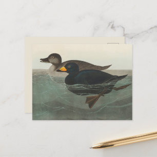 Audubon Black Scoter Print: Vintage Coastal Duck Postcard