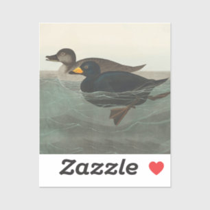 Audubon Black Scoter Print: Vintage Coastal Duck Sticker