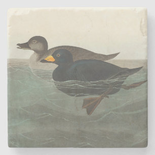 Audubon Black Scoter Print: Vintage Coastal Duck Stone Coaster