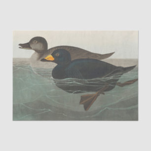 Audubon Black Scoter Print: Vintage Coastal Duck Tissue Paper