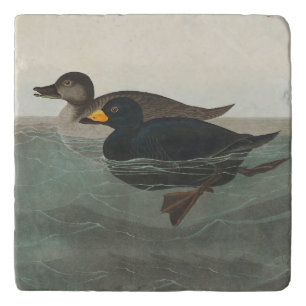Audubon Black Scoter Print: Vintage Coastal Duck Trivet
