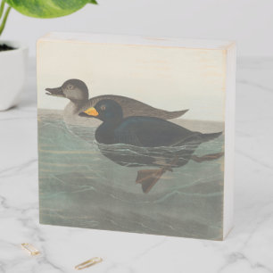 Audubon Black Scoter Print: Vintage Coastal Duck Wooden Box Sign