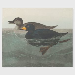 Audubon Black Scoter Print: Vintage Coastal Duck Wrapping Paper
