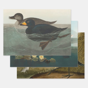 Audubon Black Scoter Print: Vintage Coastal Duck Wrapping Paper Sheets