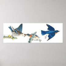 3573 BLUEBIRD Animal Poster Photo Picture Poster Print Art A0 A1 A2 A3 A4 