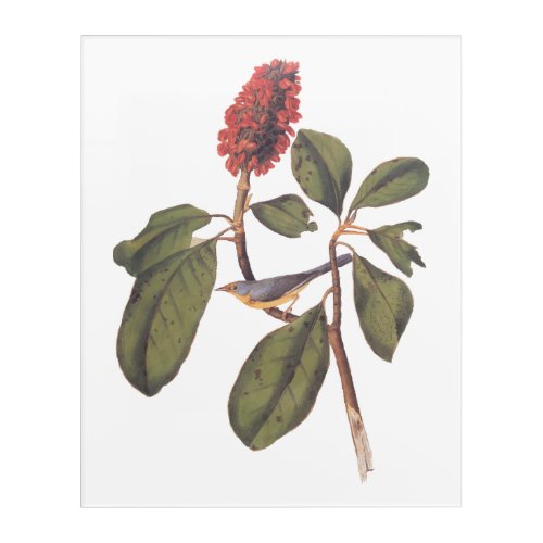Audubon Bonaparte Flycatcher Songbird and Magnolia Acrylic Print