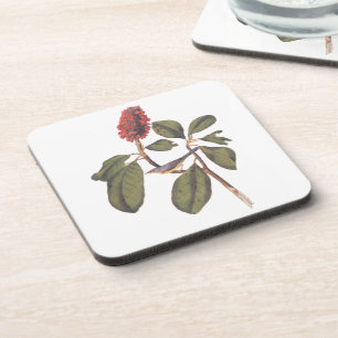 Audubon Bonaparte Flycatcher Songbird and Magnolia Beverage Coaster