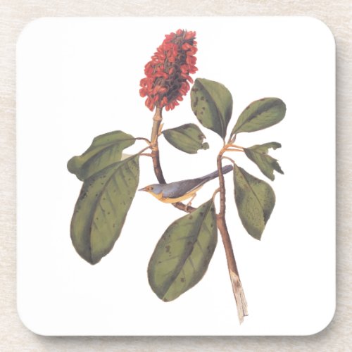 Audubon Bonaparte Flycatcher Songbird and Magnolia Beverage Coaster