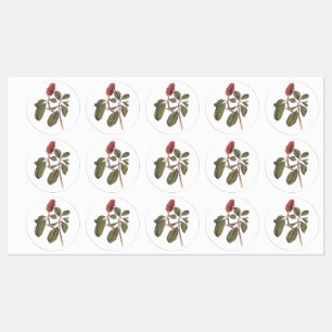 Audubon Bonaparte Flycatcher Songbird and Magnolia Kids' Labels
