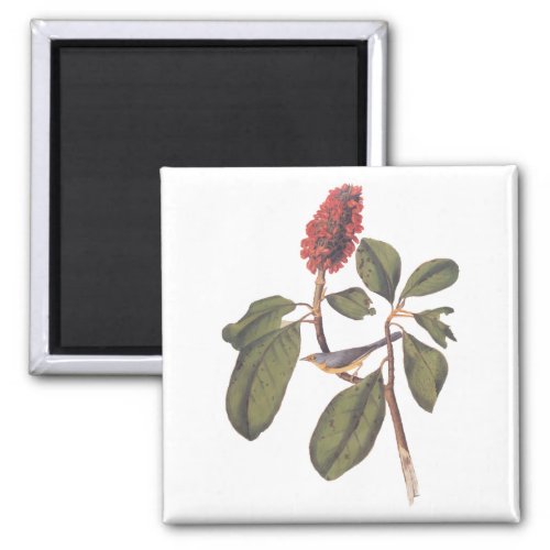 Audubon Bonaparte Flycatcher Songbird and Magnolia Magnet