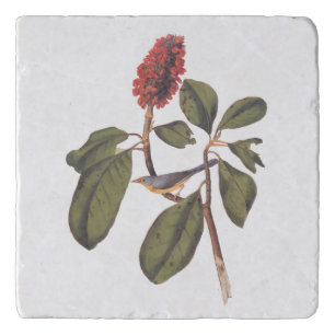 Audubon Bonaparte Flycatcher Songbird and Magnolia Trivet