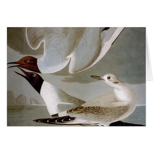 Audubon: Bonaparte's Gull (Front Horizontal)