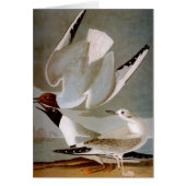 Audubon: Bonaparte's Gull (Front)