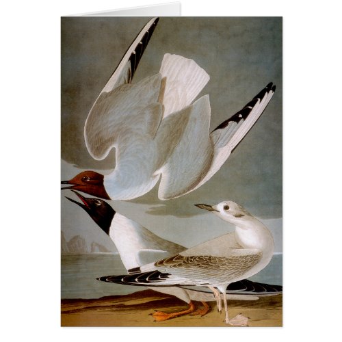 Audubon Bonapartes Gull