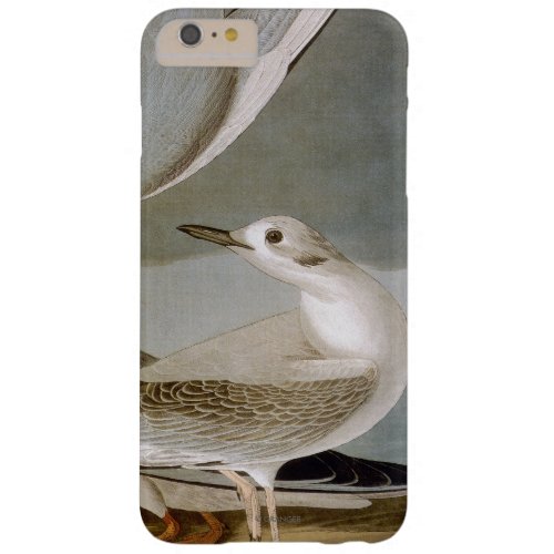 Audubon Bonapartes Gull Barely There iPhone 6 Plus Case