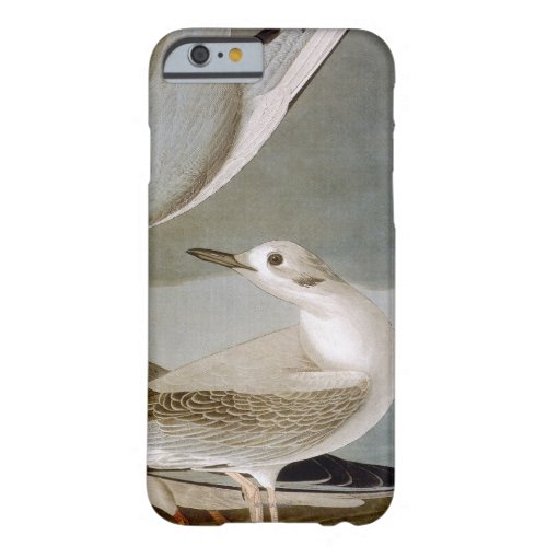 Audubon Bonapartes Gull Barely There iPhone 6 Case