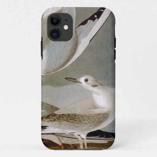 Audubon Bonapartes Gull iPhone 11 Case