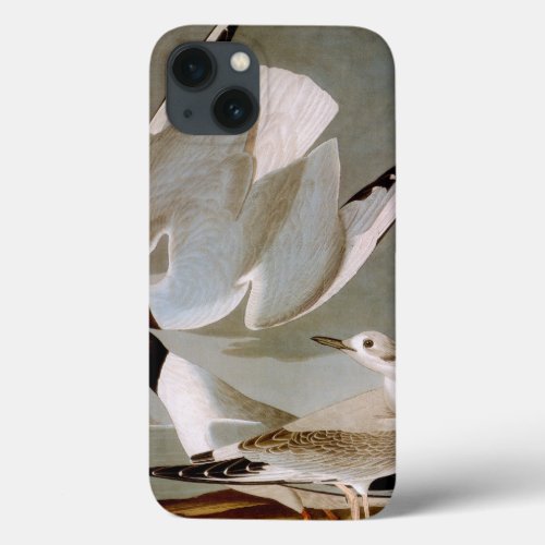 Audubon Bonapartes Gull iPhone 13 Case