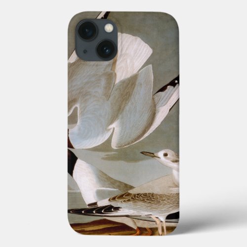 Audubon Bonapartes Gull iPhone 13 Case