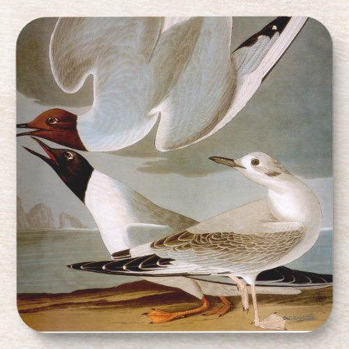 Audubon Bonapartes Gull Coaster