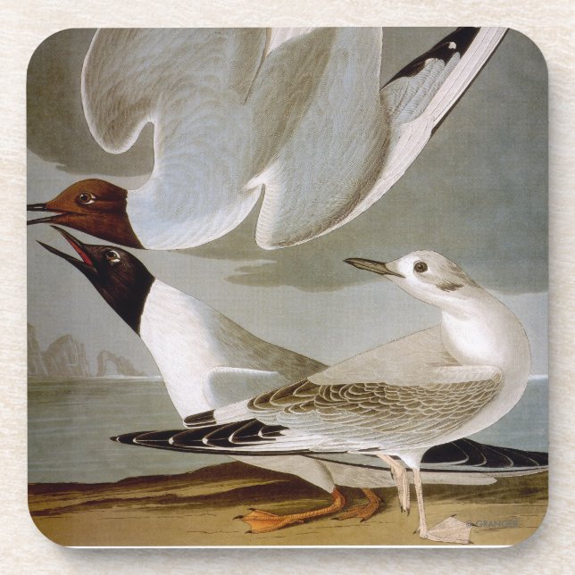 Audubon: Bonaparte's Gull Coaster (Front)